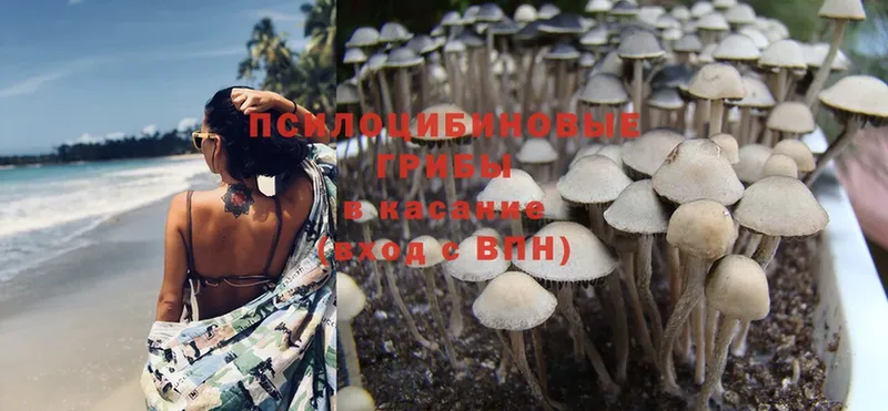 Галлюциногенные грибы Psilocybe  купить закладку  Асино 